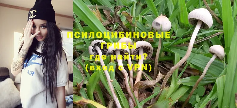 площадка какой сайт  Струнино  Галлюциногенные грибы MAGIC MUSHROOMS 